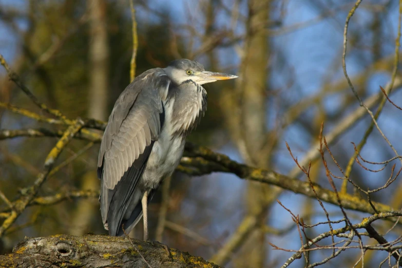 a gray bird is sitting on a tree nch