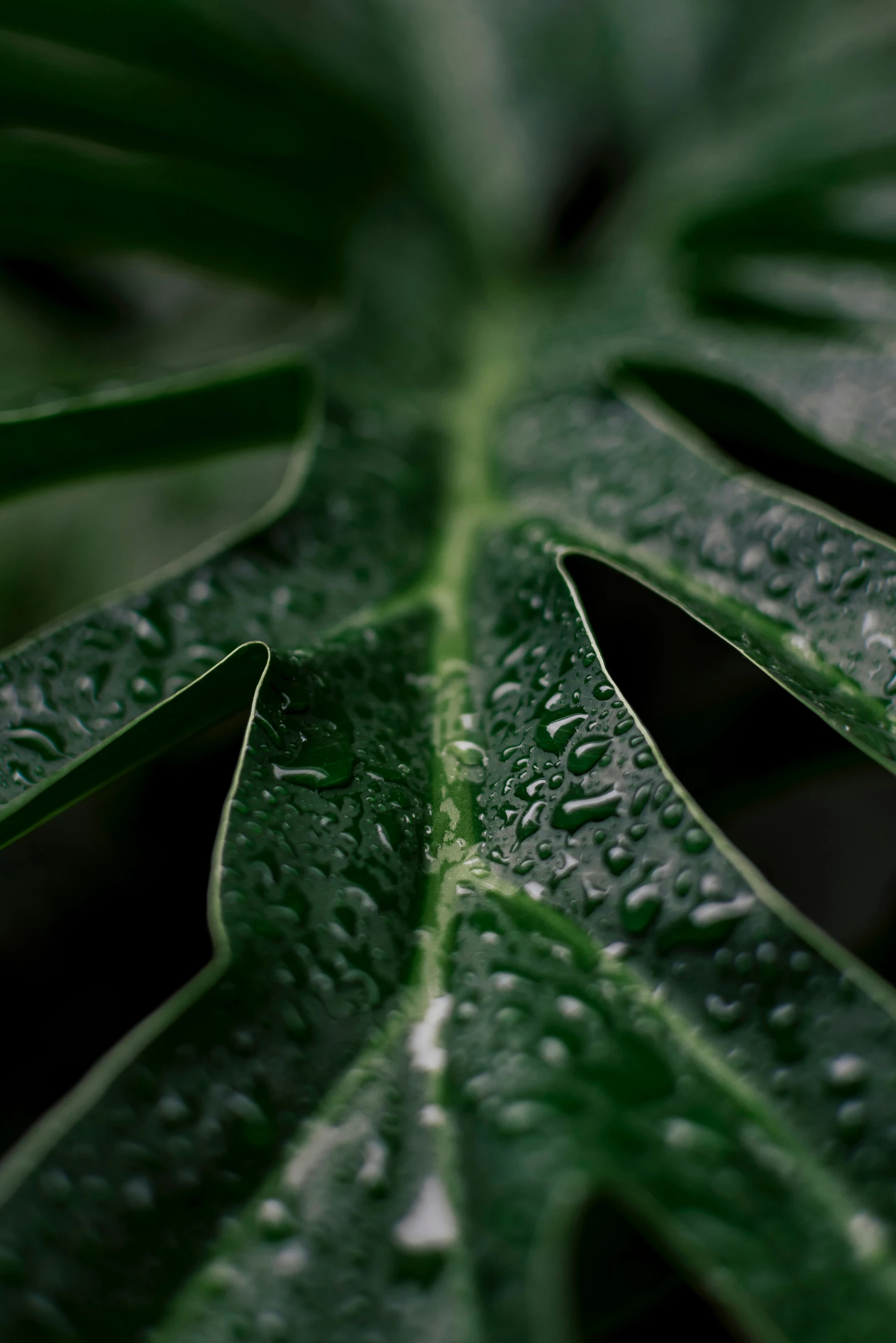 a green leaf with water drops on it