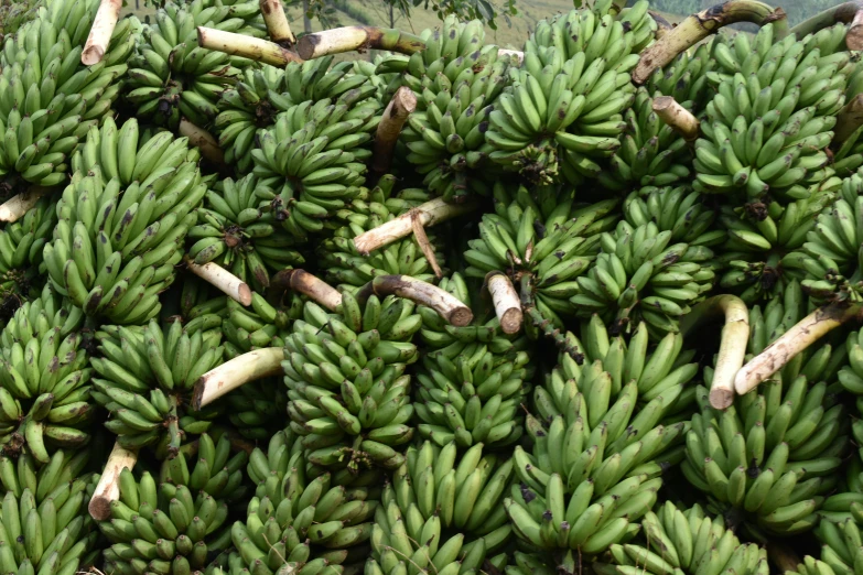 a large pile of green bananas is pictured