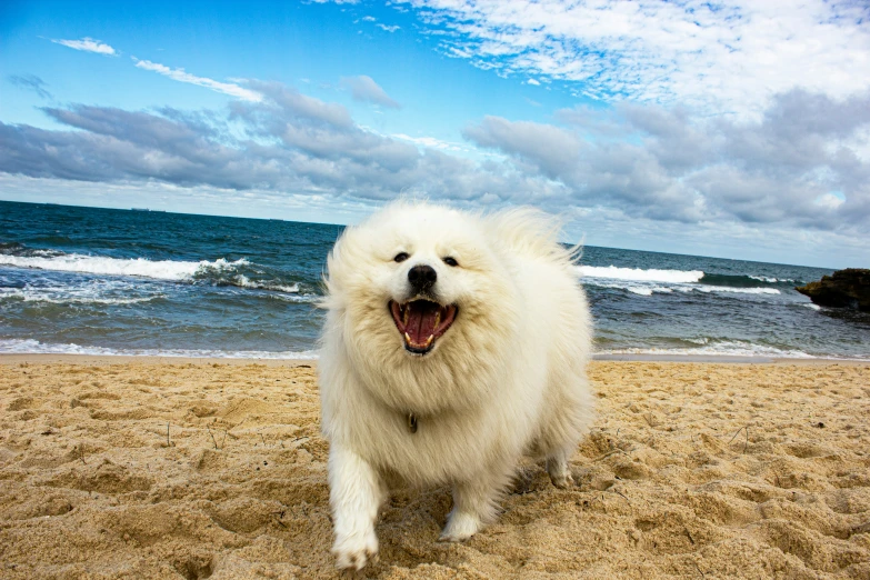 a large white fluffy dog walking on top of a sandy beach