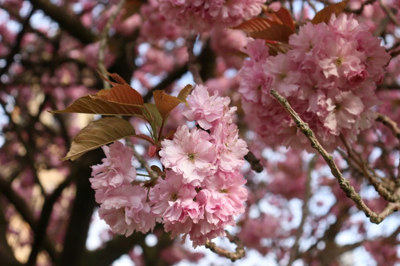 a bunch of pink flowers that are on trees