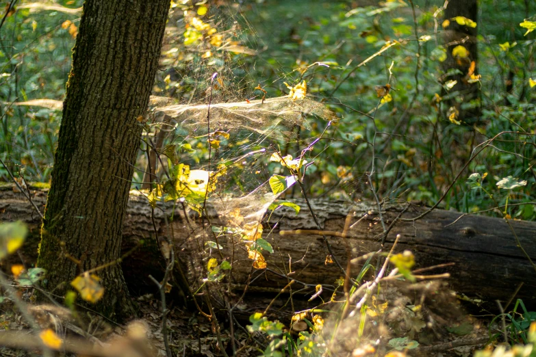 an area with lots of green and yellow bushes