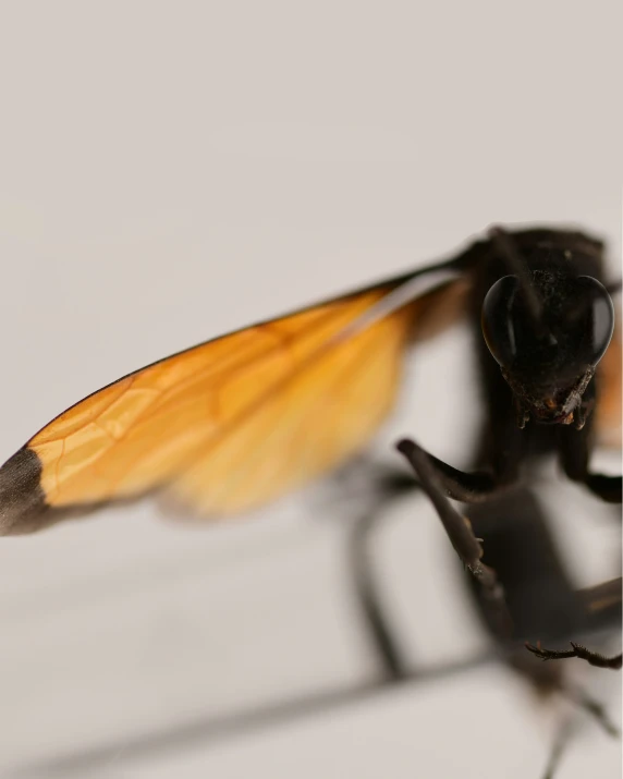 closeup of a small black fly bug