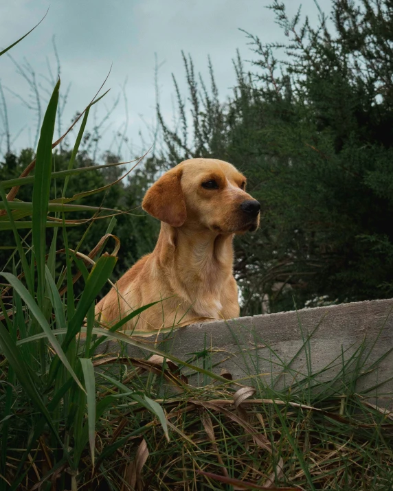 the dog is sitting on the concrete bench