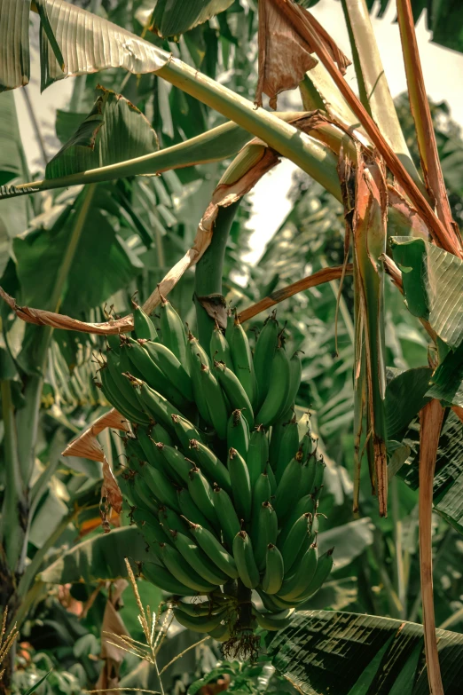 a very large banana tree with some big bananas on it