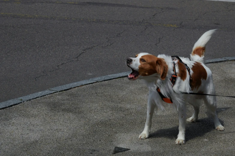 a dog wearing a leash is walking on a road