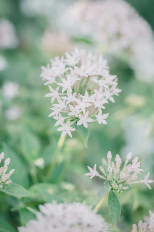 white flowers in a field with green leaves