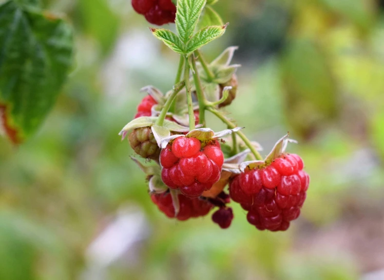 a group of red berries with leaves on them