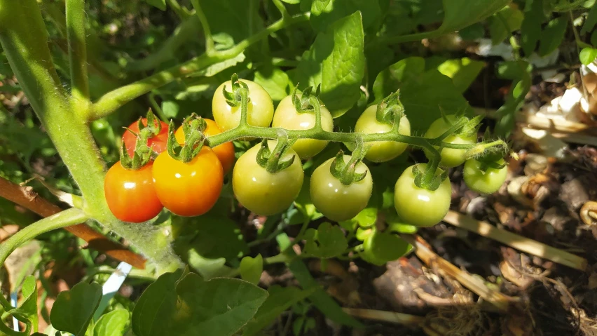 tomatoes hanging from a vine in the middle of a field