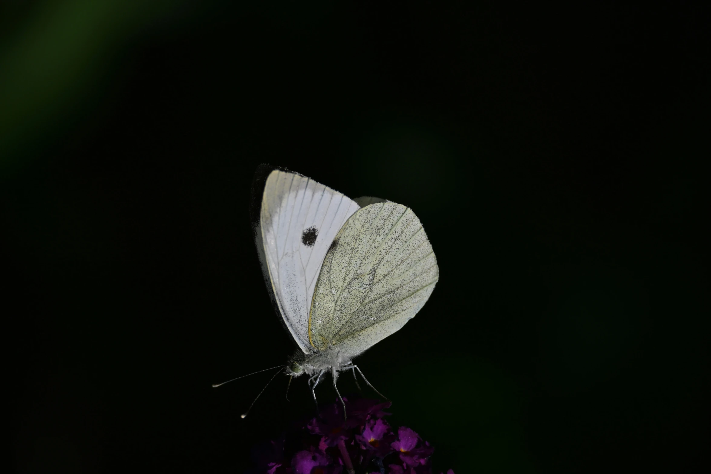 the erfly is sitting on the small purple flower