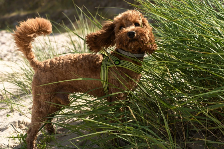 a brown dog with a collar standing in grass