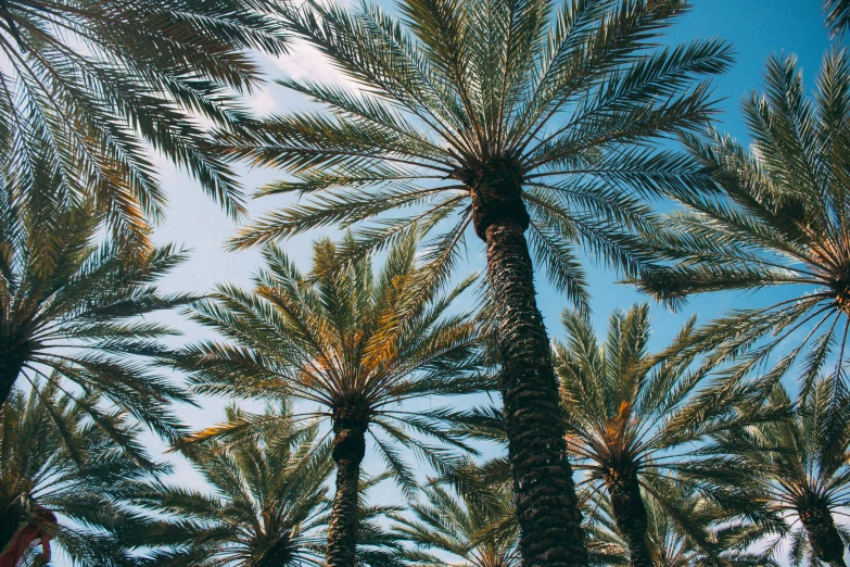 palm trees are shown against a blue sky