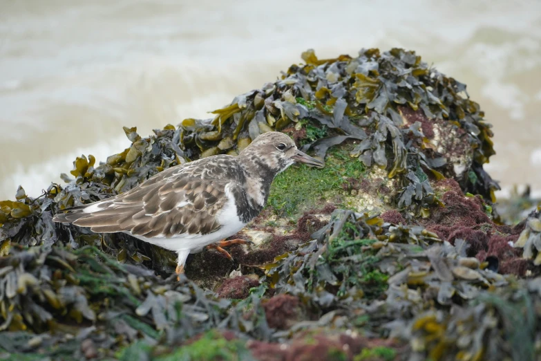 small brown bird resting on top of seaweed