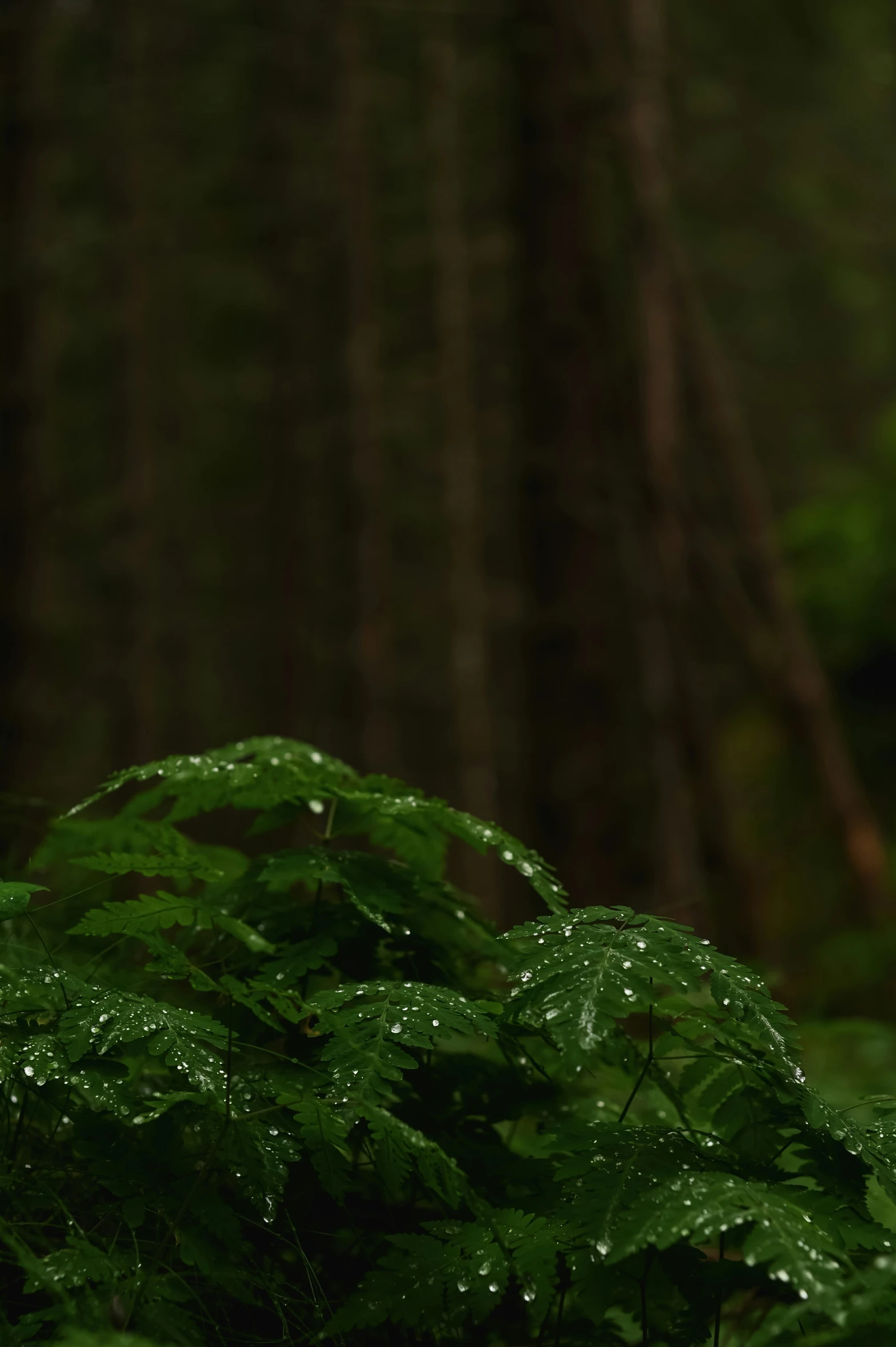 wet leafy plants are in the foreground of a forest