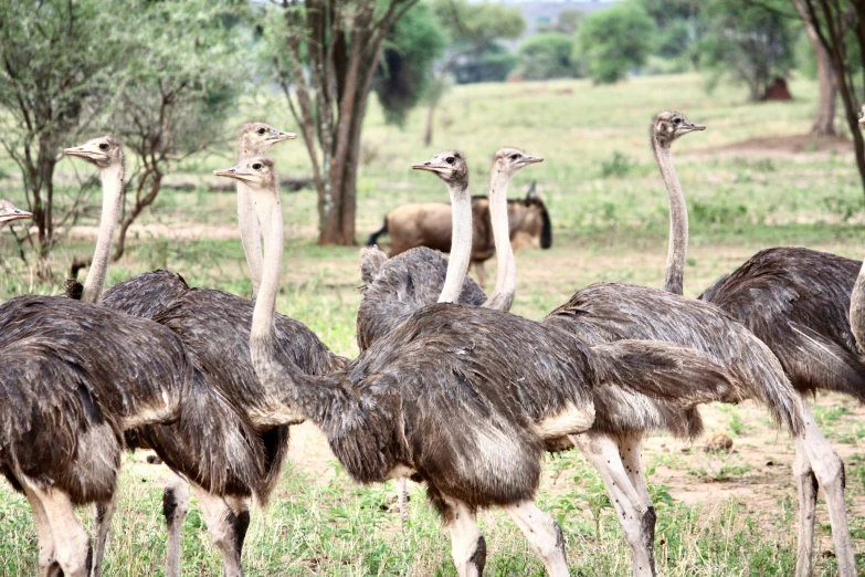 many ostrich gather in the grass near trees