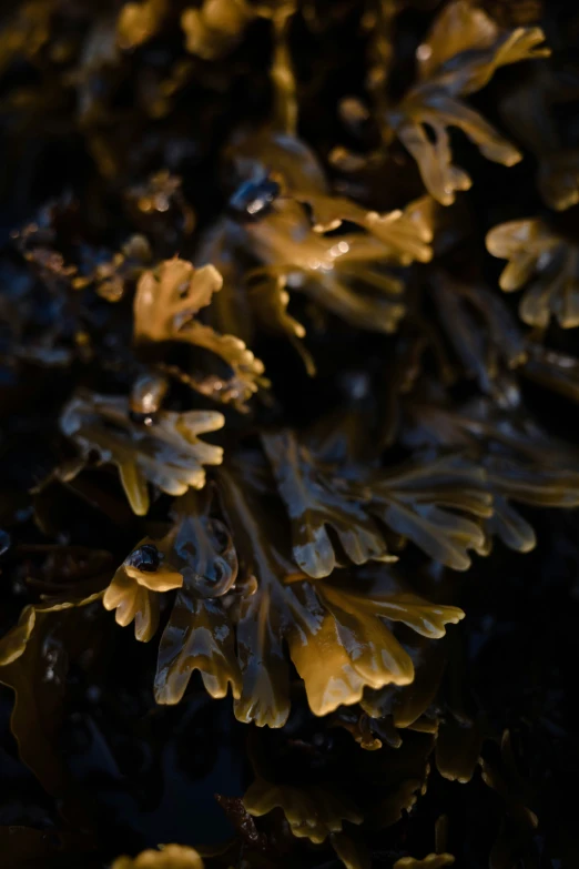 a close up view of green and brown plants