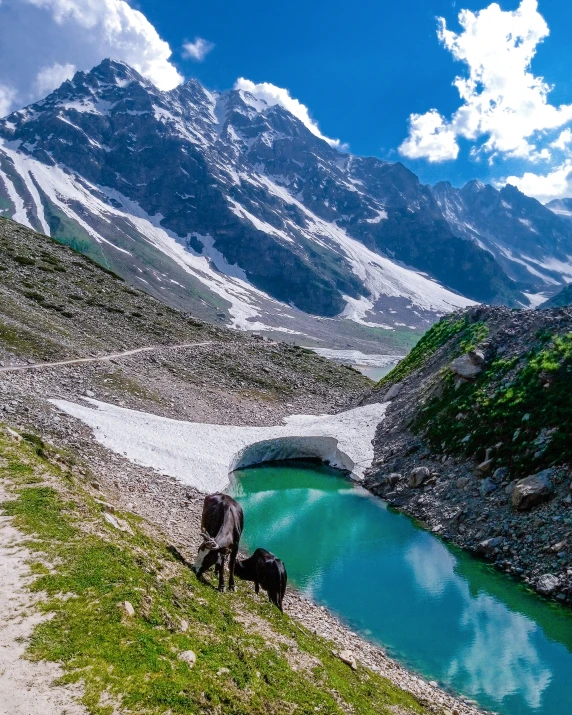 animals grazing near the water and mountain sides