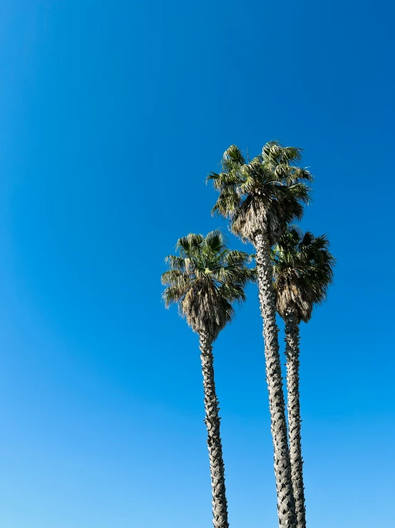 some very tall palm trees on a sunny day