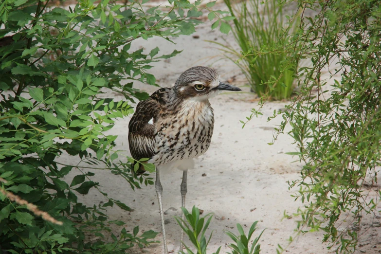 a close up of a bird in the dirt