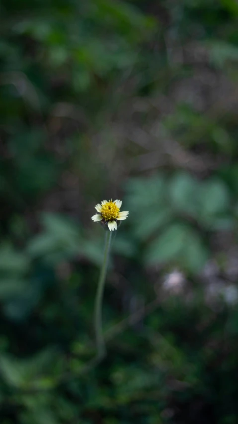 a single yellow daisy flower sitting on top of a green leafy bush