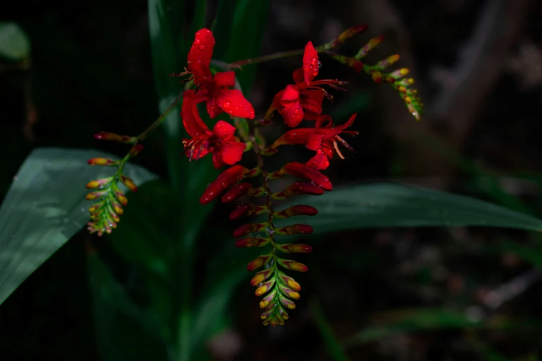 the bright red flower is blooming out of the tall green leaves