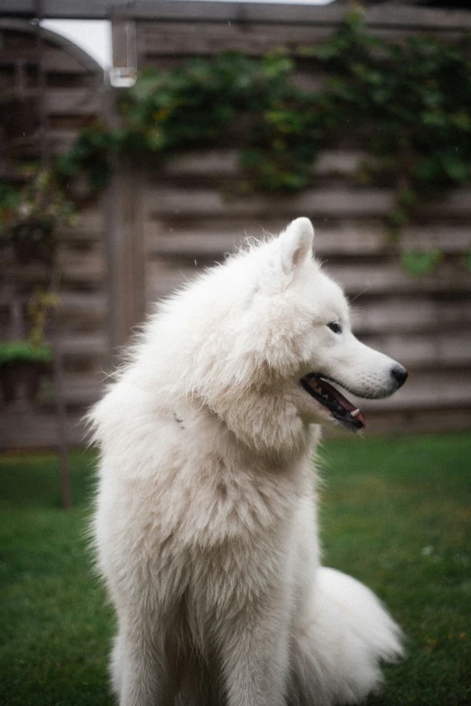 a white dog with black eyes sitting on a lawn