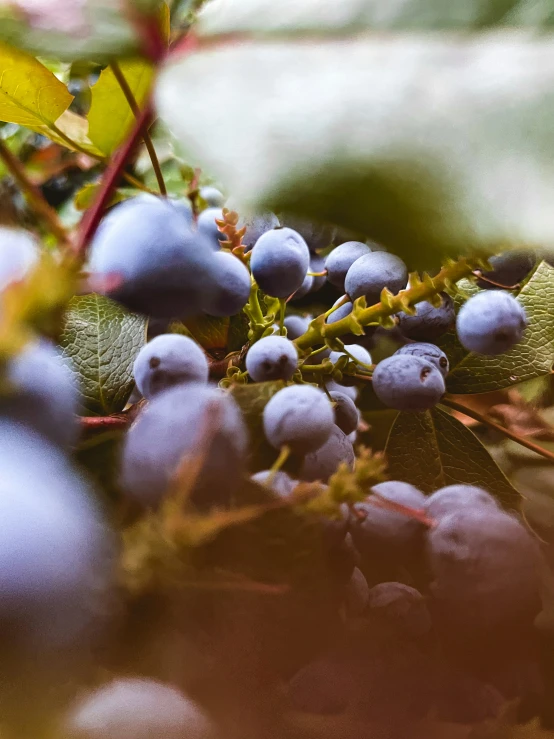 berries growing on the plant with leaves and other foliage