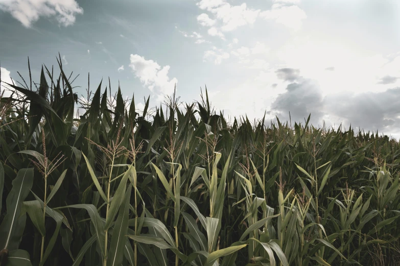 an open field with tall stalks of grass