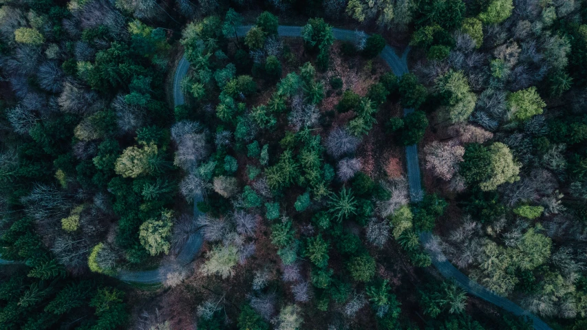 an aerial view looking down at a large forest