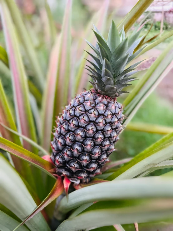 a large pineapple is growing inside of a plant