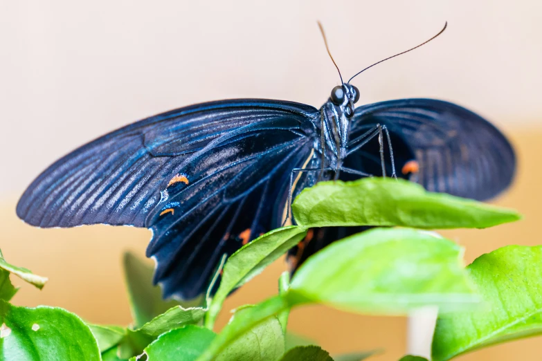 a blue erfly resting on top of some green leaves