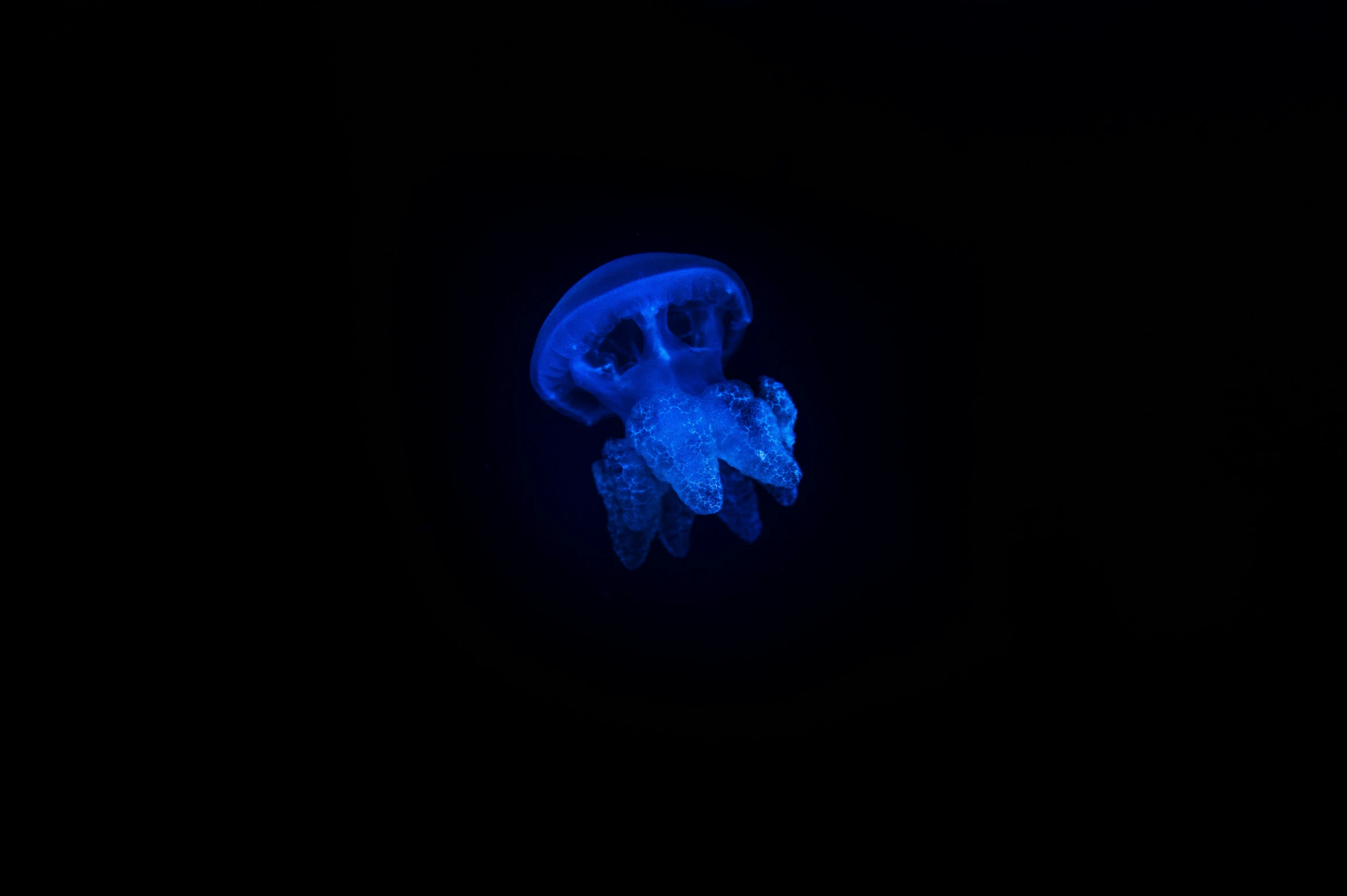 a jellyfish in the dark with its head lit up