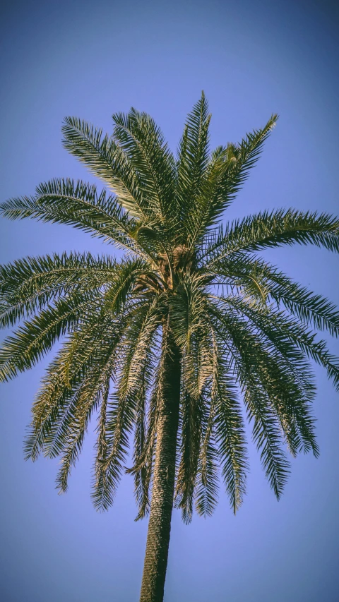 a palm tree standing next to a lush green forest