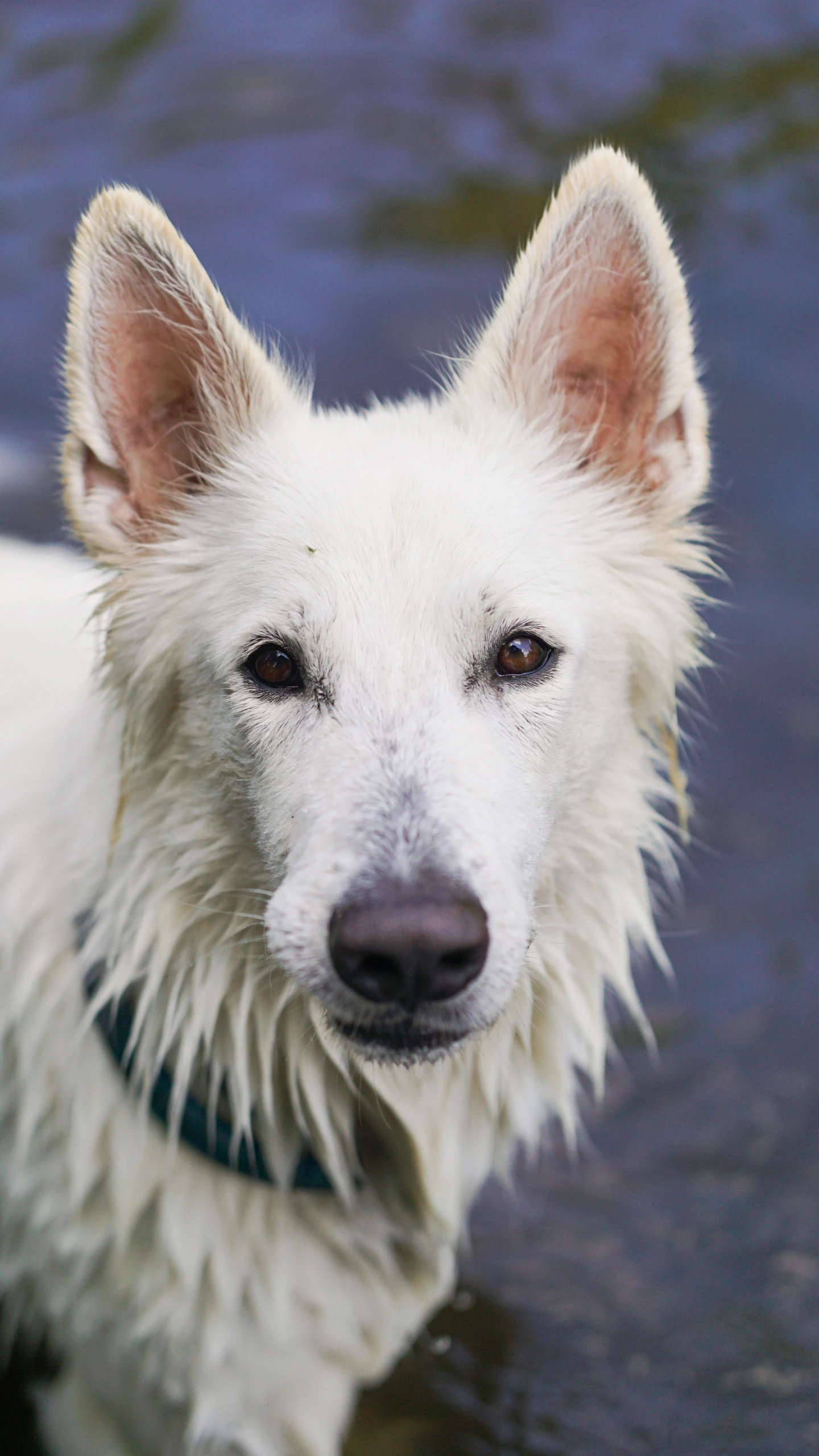 a wet white dog with long fur staring