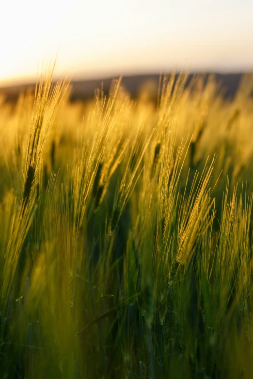 a field full of tall grass with the sun shining down