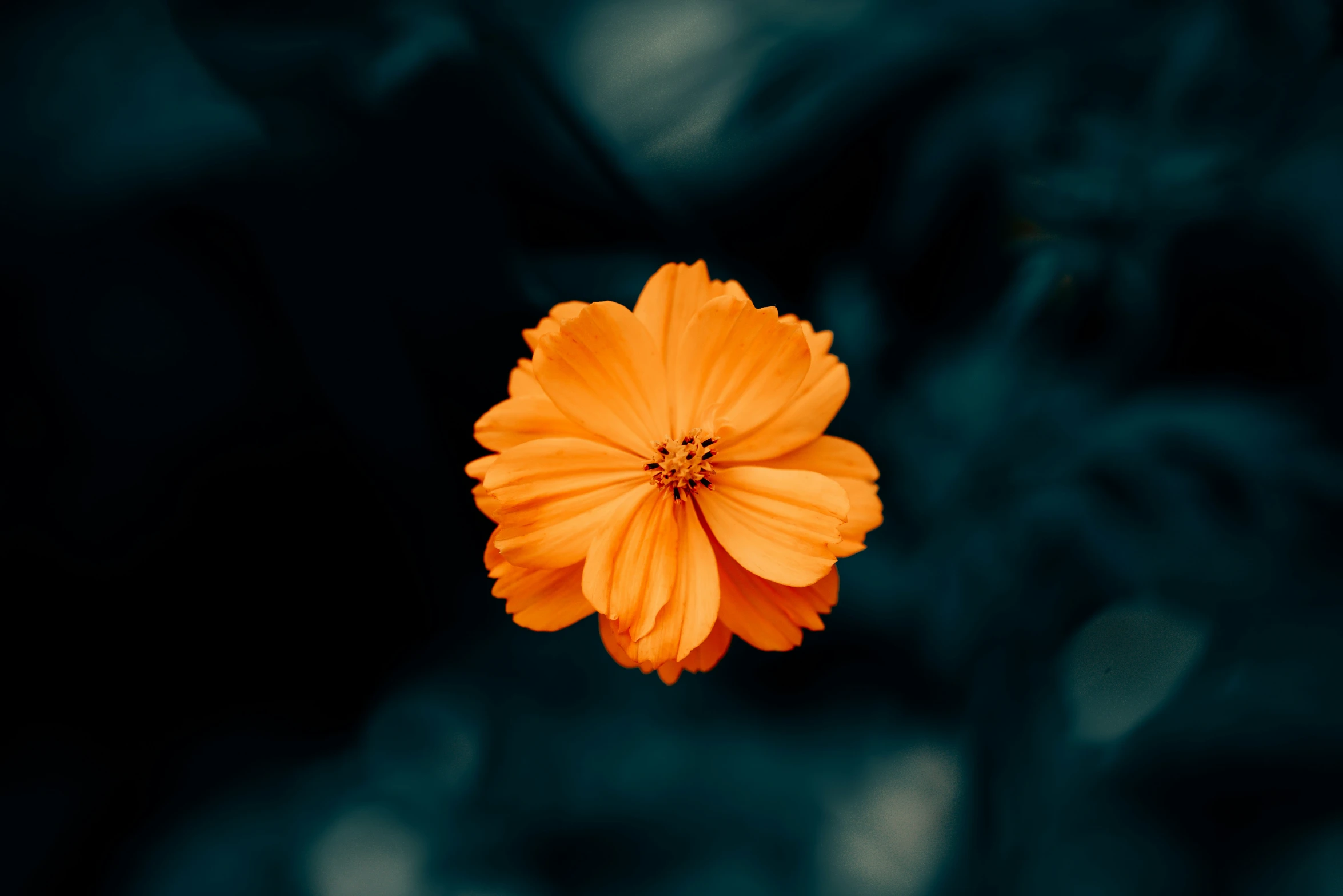 an orange flower with green background