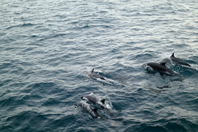 three dolphins swimming in the ocean with their heads out