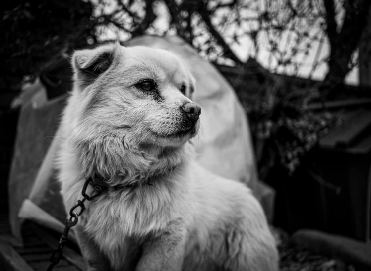 a dog is  to a bench in front of trees