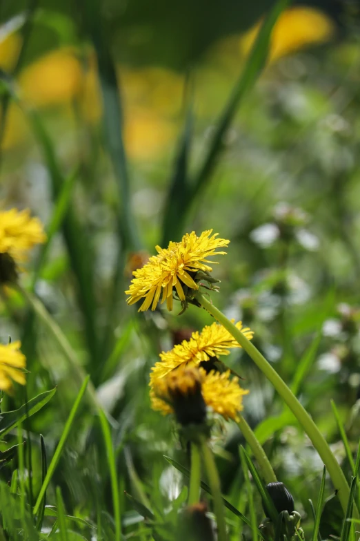 a bunch of yellow flowers in the grass