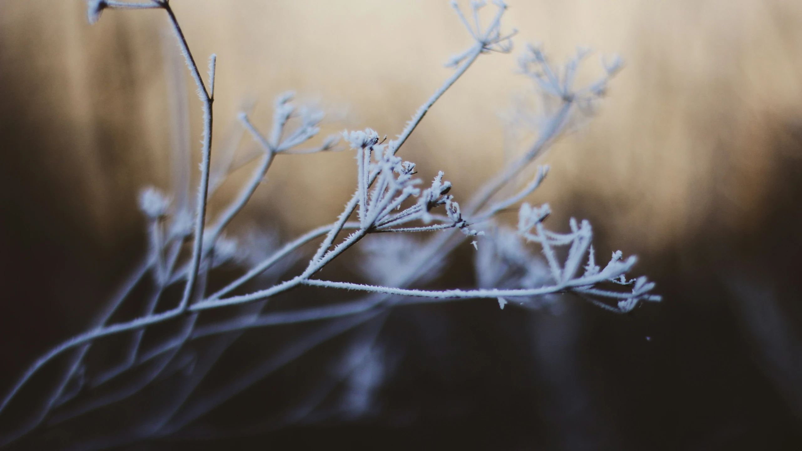 small flowered plant covered with frosted petals