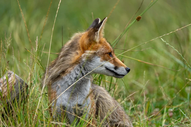 a small fox laying in the grass