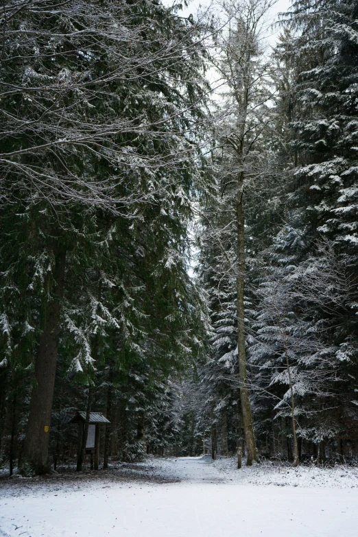 a snow covered forest area with a person in the distance