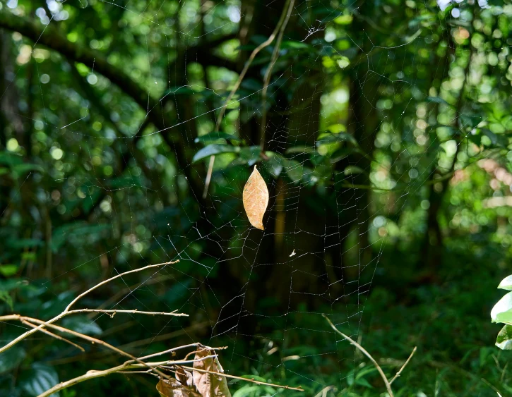 a web spider web hangs from a tree in a forest