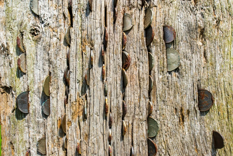 a picture of the bark of a tree with the top peeling off