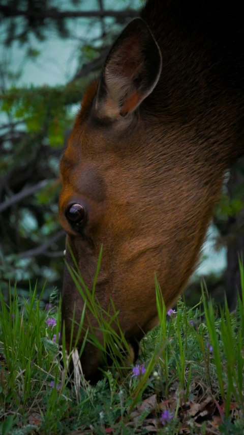 the head of an animal grazing on grass