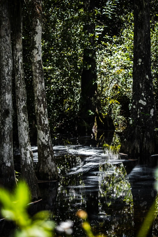 a stream running through a forest filled with lush green leaves