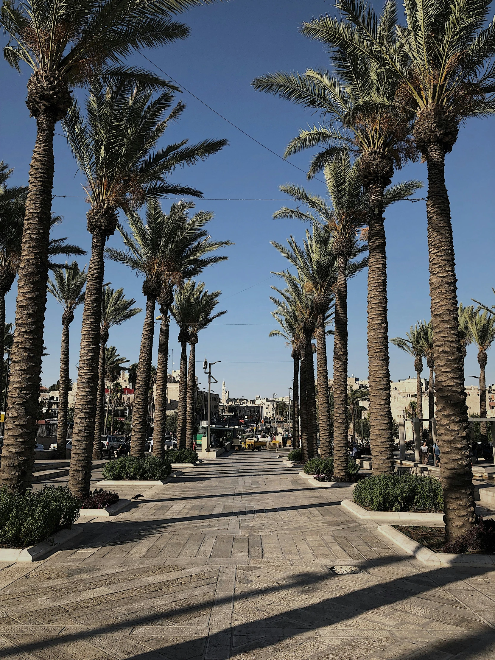 palm trees line the pavement and are in shadow