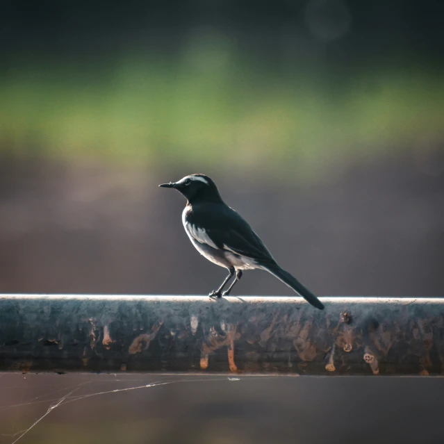 a bird that is perched on top of a fence