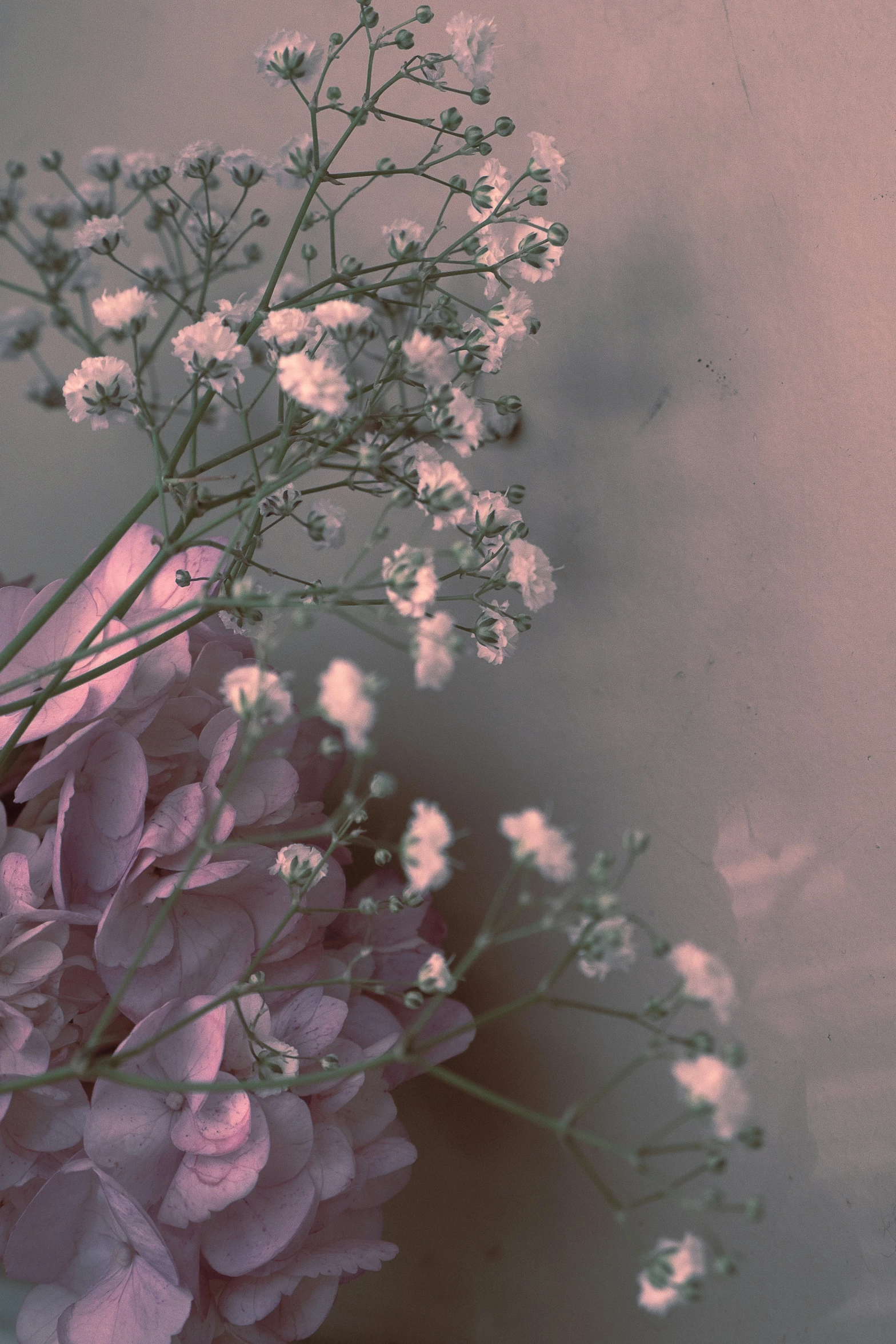 white flowers on a pink background against a light brown sky