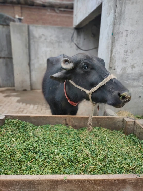 an animal tied to a wooden box next to a building